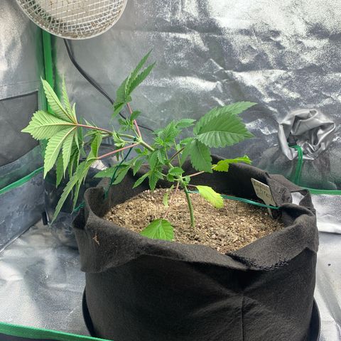 Artificial Red growlog timeline photo