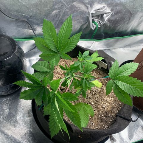 Artificial Red growlog timeline photo