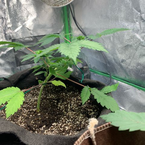 Artificial Red growlog timeline photo