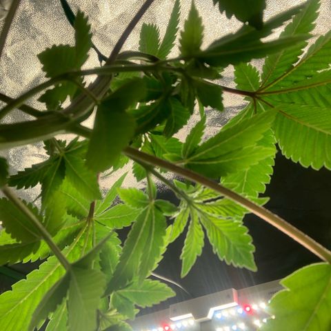Artificial Red growlog timeline photo