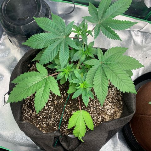 Artificial Red growlog timeline photo