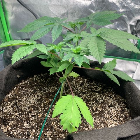 Artificial Red growlog timeline photo