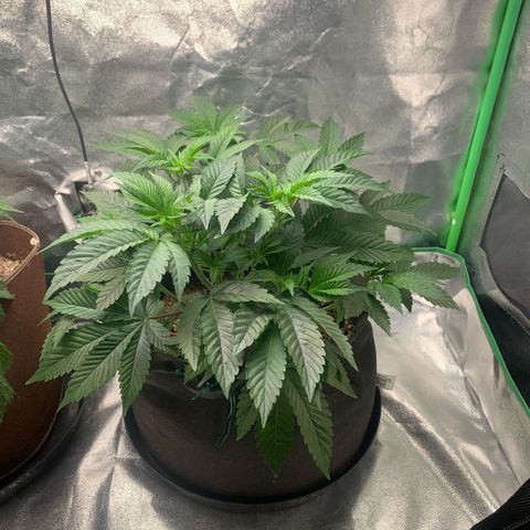Artificial Red growlog timeline photo