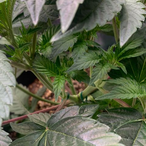 Artificial Red growlog timeline photo