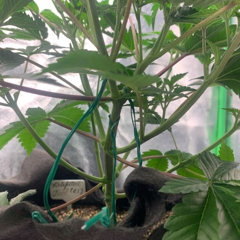 Artificial Red growlog timeline photo