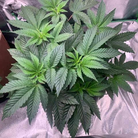 Artificial Red growlog timeline photo