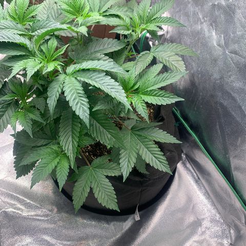 Artificial Red growlog timeline photo