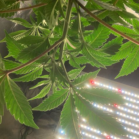 Artificial Red growlog timeline photo