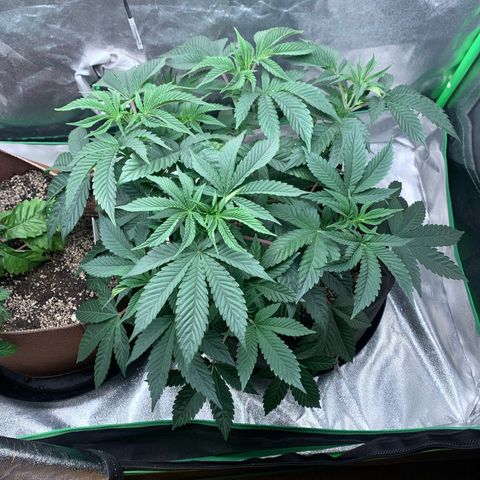 Artificial Red growlog timeline photo