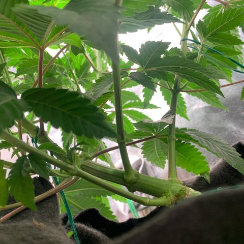 Artificial Red growlog timeline photo