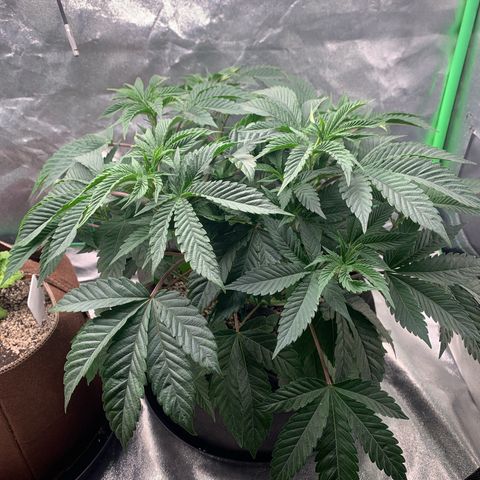 Artificial Red growlog timeline photo