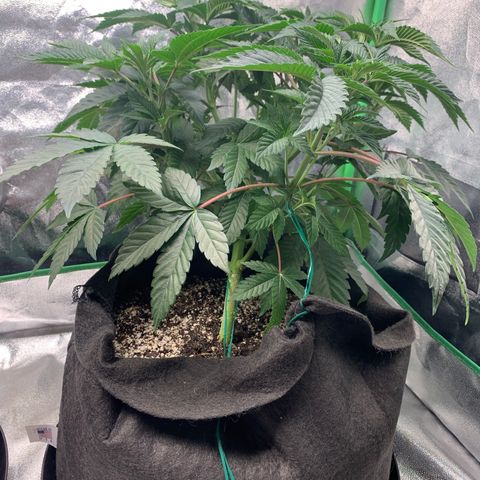 Artificial Red growlog timeline photo