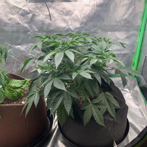 Artificial Red growlog timeline photo