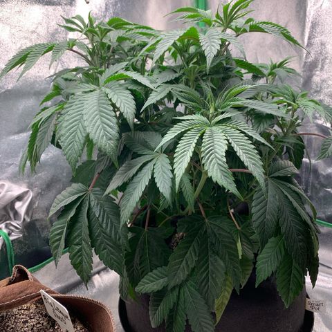 Artificial Red growlog timeline photo