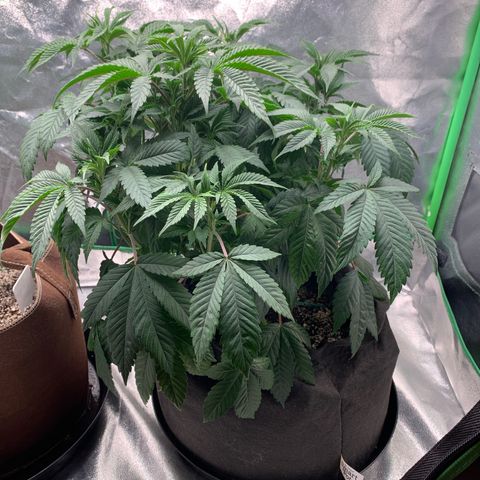 Artificial Red growlog timeline photo