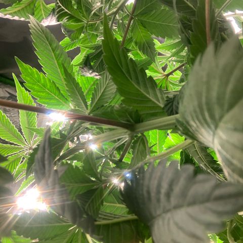 Artificial Red growlog timeline photo
