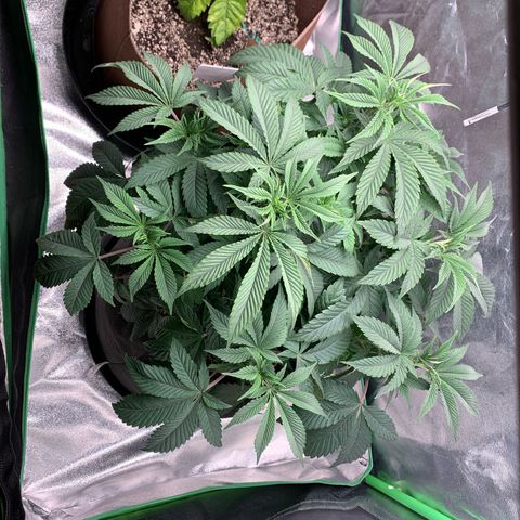 Artificial Red growlog timeline photo