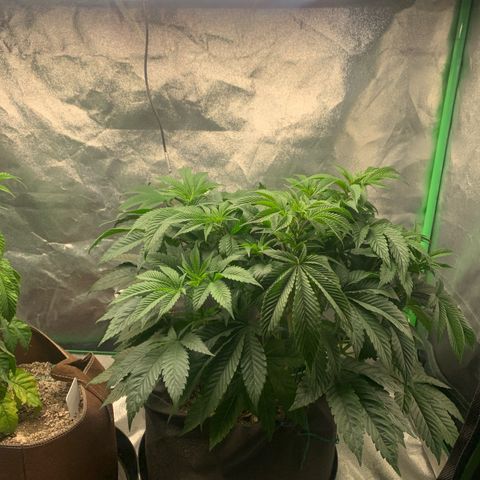 Artificial Red growlog timeline photo