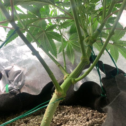 Artificial Red growlog timeline photo