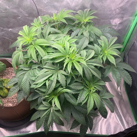 Artificial Red growlog timeline photo
