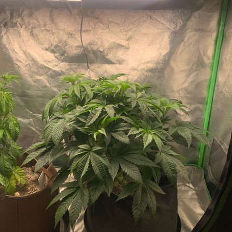Artificial Red growlog timeline photo