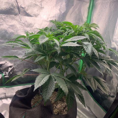 Artificial Red growlog timeline photo