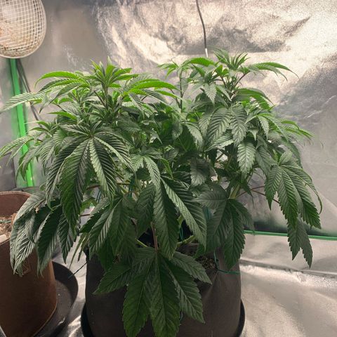 Artificial Red growlog timeline photo