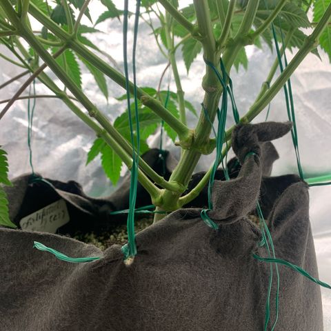 Artificial Red growlog timeline photo