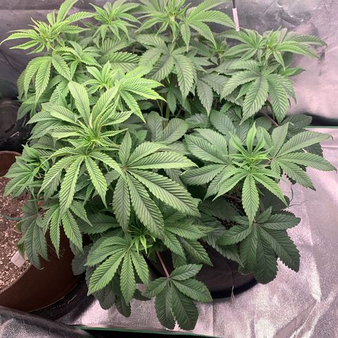 Artificial Red growlog timeline photo