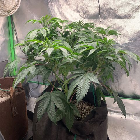 Artificial Red growlog timeline photo