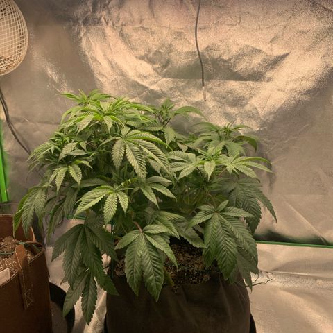 Artificial Red growlog timeline photo