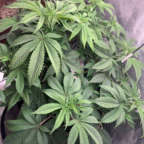 Artificial Red growlog timeline photo