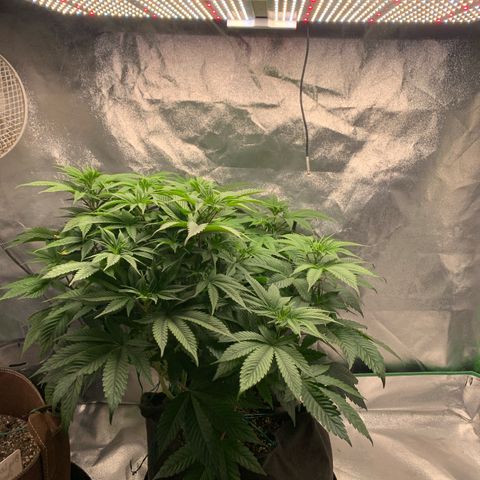 Artificial Red growlog timeline photo