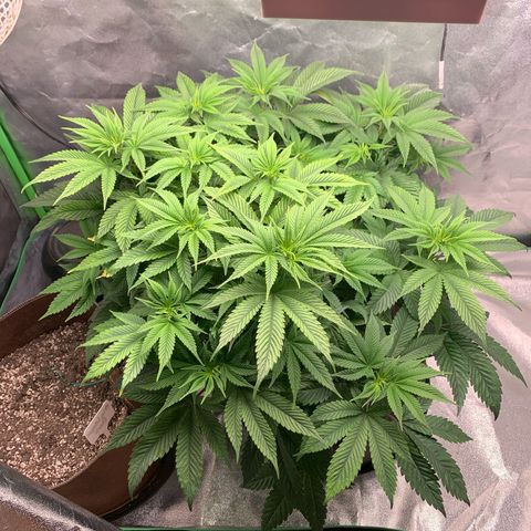 Artificial Red growlog timeline photo