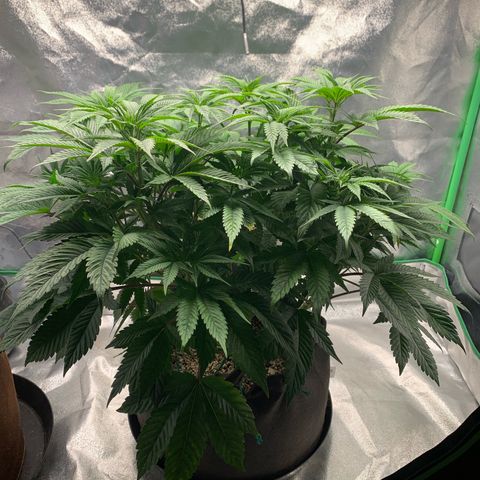Artificial Red growlog timeline photo
