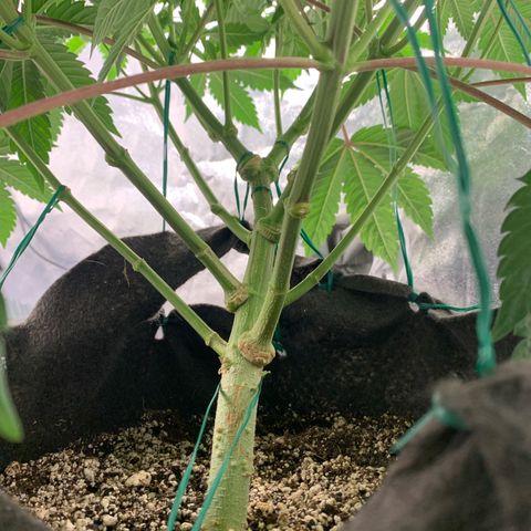 Artificial Red growlog timeline photo