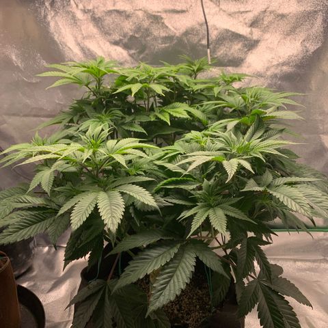 Artificial Red growlog timeline photo