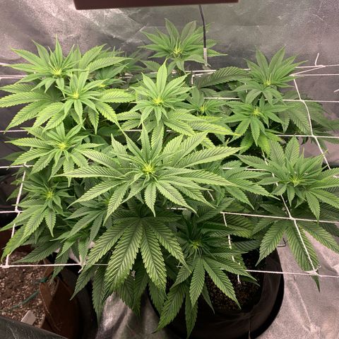 Artificial Red growlog timeline photo