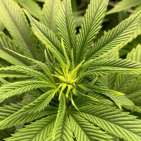 Artificial Red growlog timeline photo
