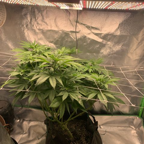 Artificial Red growlog timeline photo