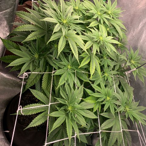 Artificial Red growlog timeline photo