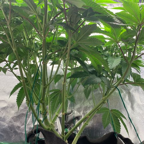 Artificial Red growlog timeline photo
