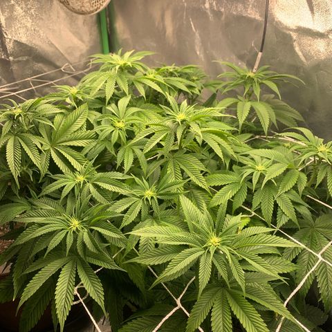 Artificial Red growlog timeline photo