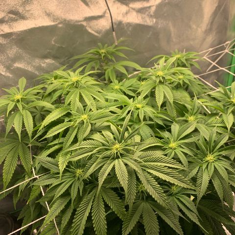 Artificial Red growlog timeline photo