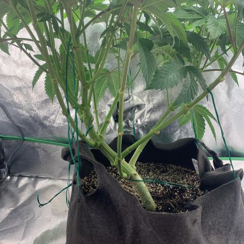 Artificial Red growlog timeline photo