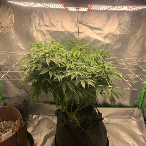 Artificial Red growlog timeline photo