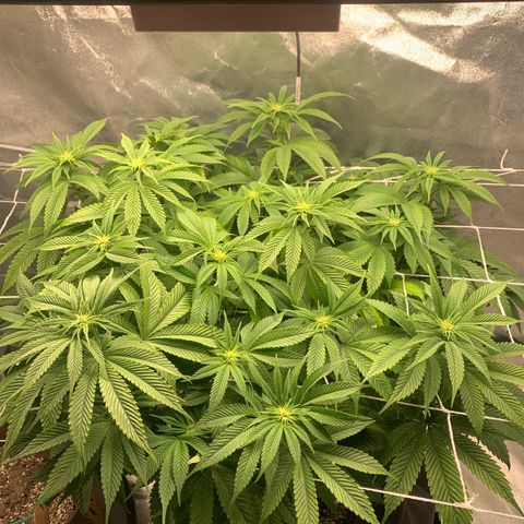 Artificial Red growlog timeline photo