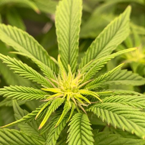 Artificial Red growlog timeline photo