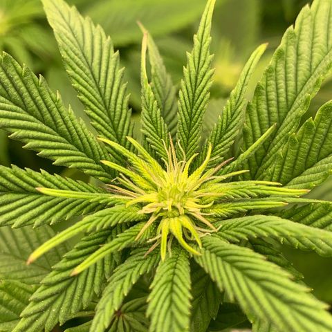 Artificial Red growlog timeline photo