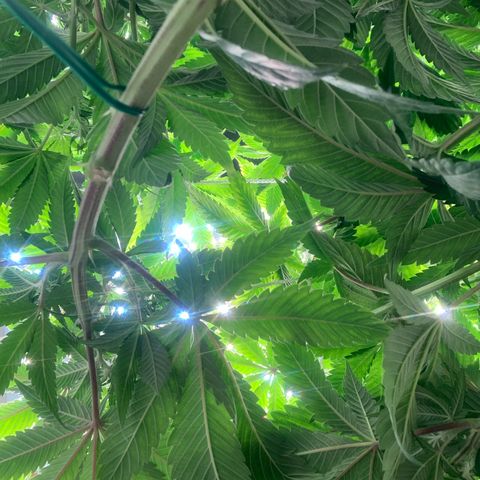 Artificial Red growlog timeline photo